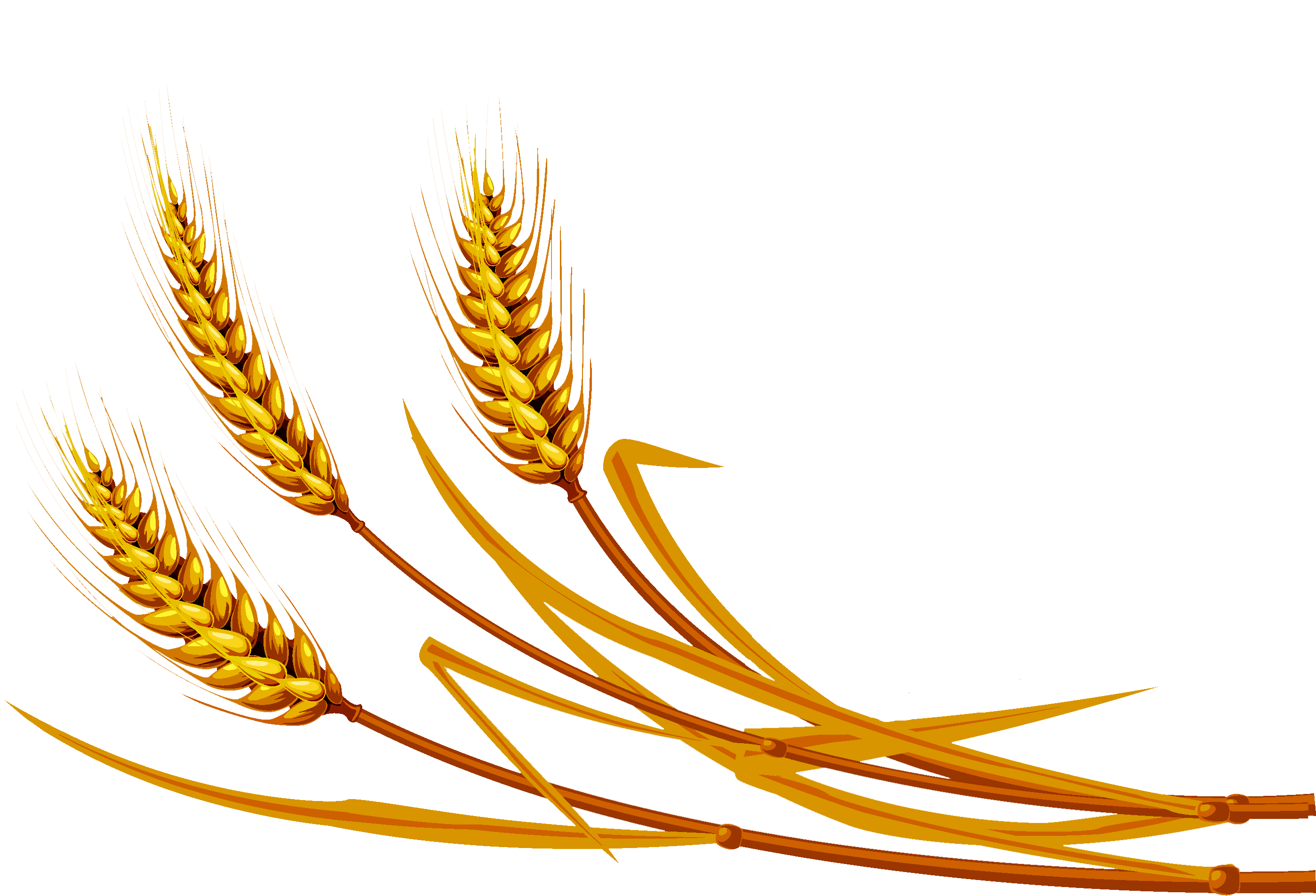 245-2455114_wheat-png-free-vecgtor-wheat
