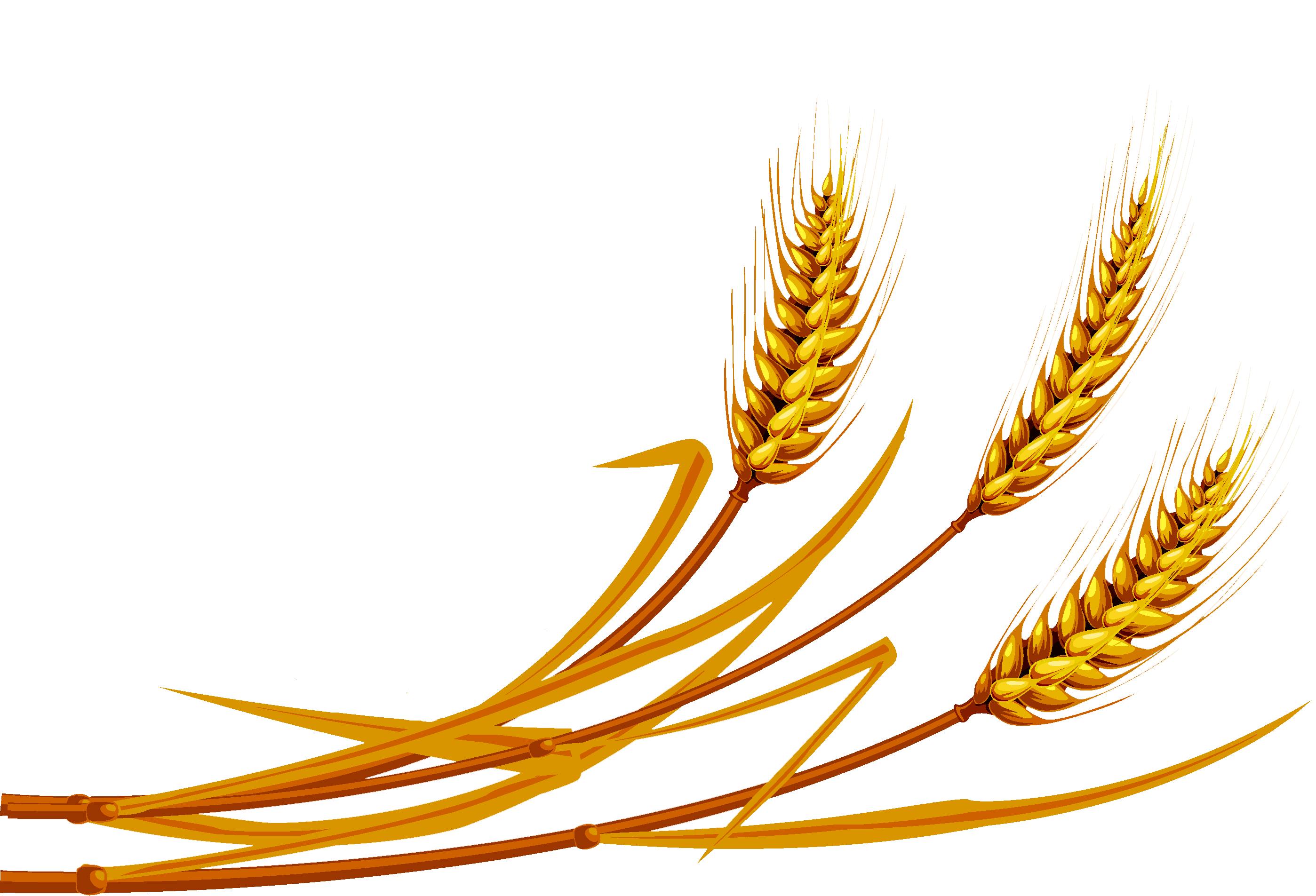 245-2455114_wheatfbvbv-png-free-vector-wheat